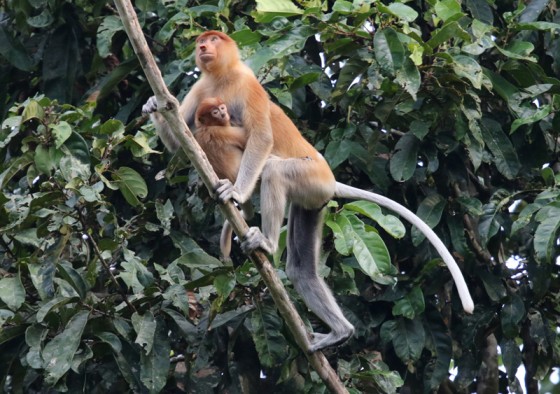 KK City+Mangrove+Fireflies Cruise